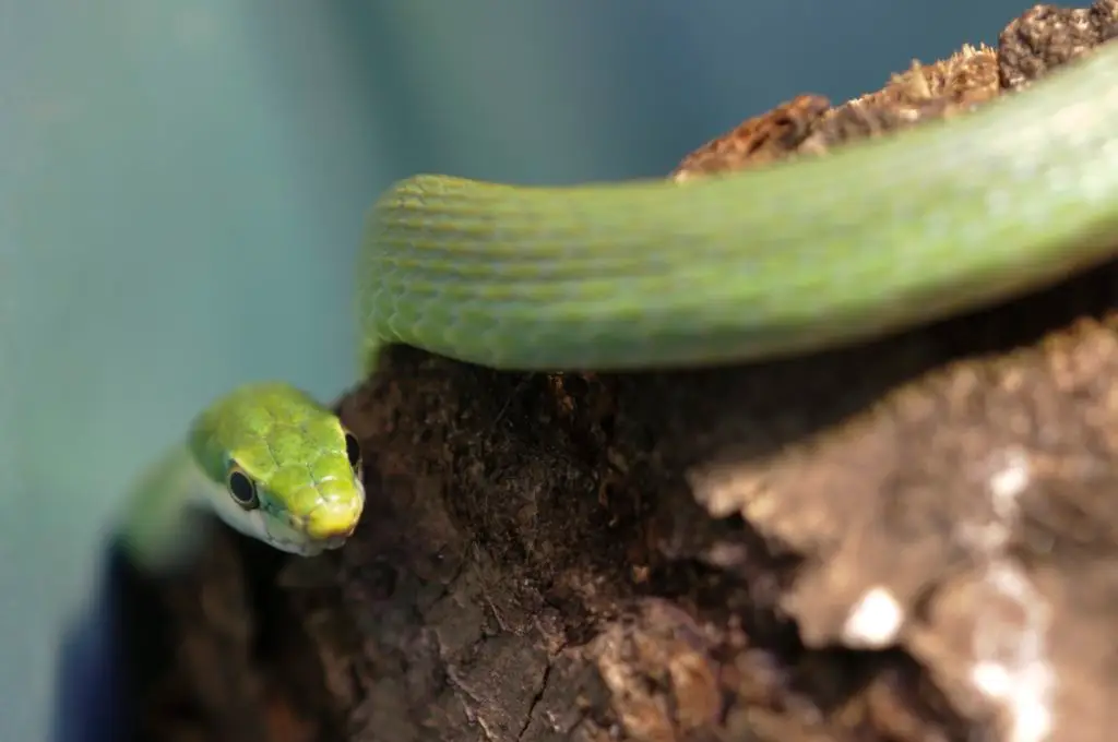 Green Snake