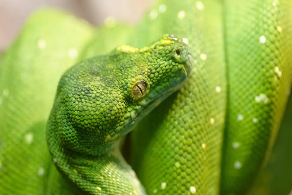 Green snake