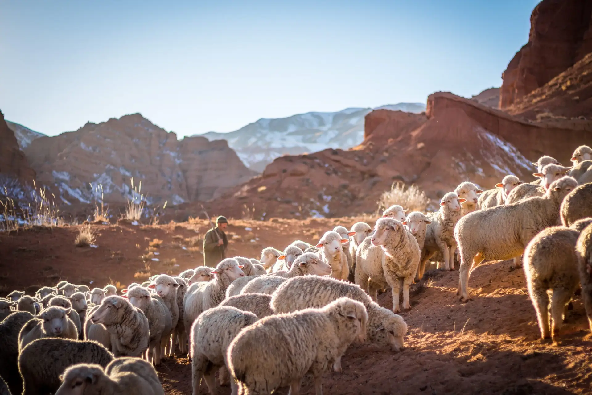 Lessons from Failed Shepherds, Ezekiel 34